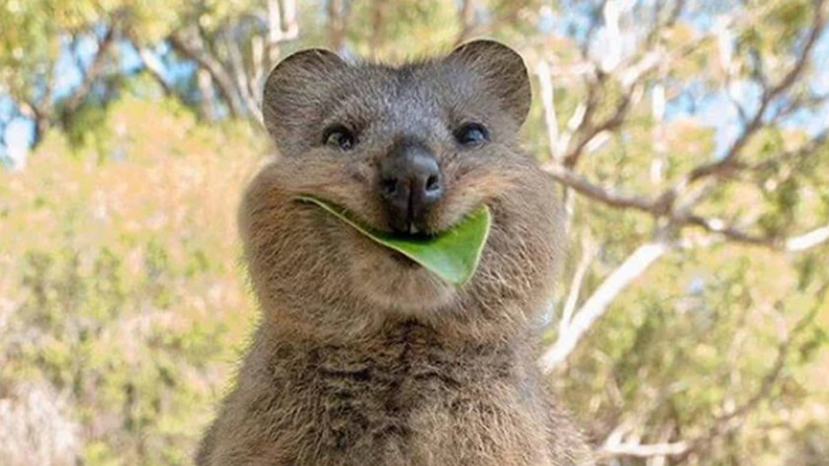 Fakta unik hewan quokka hewan paling bahagia.