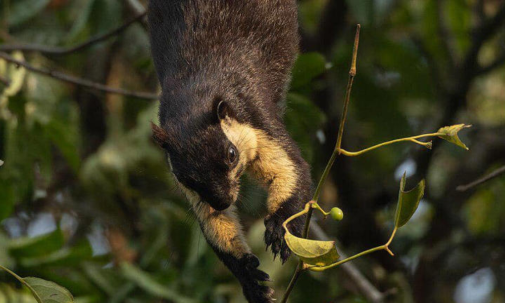 Fakta unik hewan jelarang bajing raksasa.