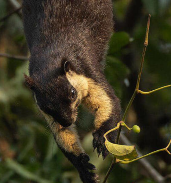 Fakta unik hewan jelarang bajing raksasa.