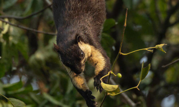 Fakta unik hewan jelarang bajing raksasa.