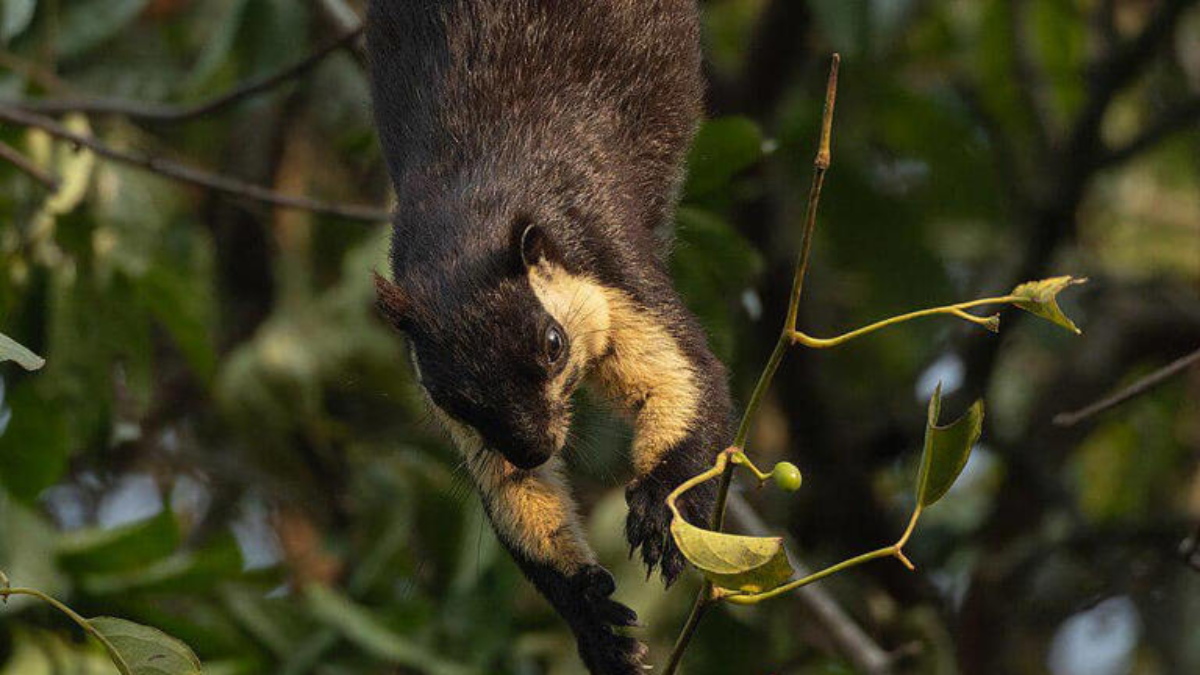 Fakta unik hewan jelarang bajing raksasa.