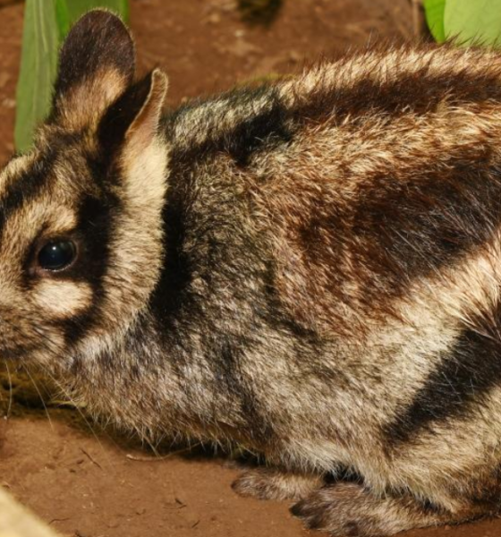 Fakta unik kelinci sumatra satwa langka.