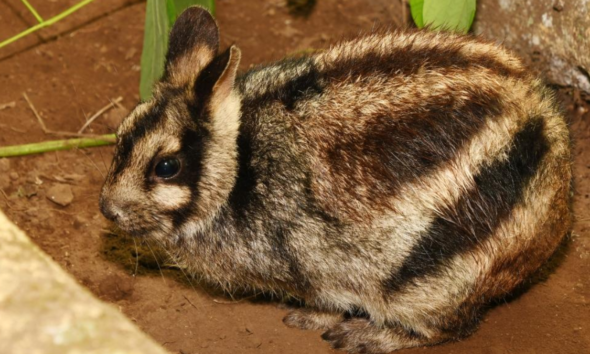 Fakta unik kelinci sumatra satwa langka.