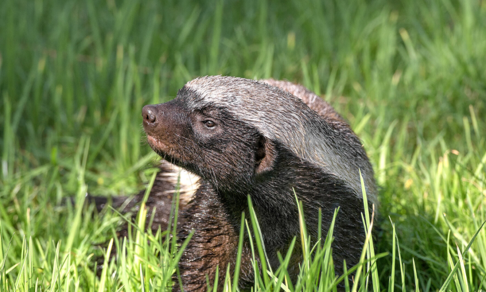 Fakta unik honey badger hewan paling berani.