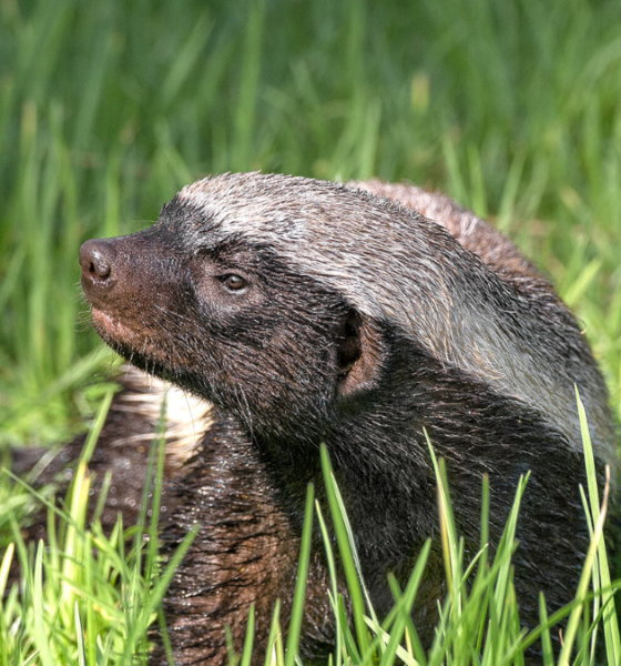 Fakta unik honey badger hewan paling berani.