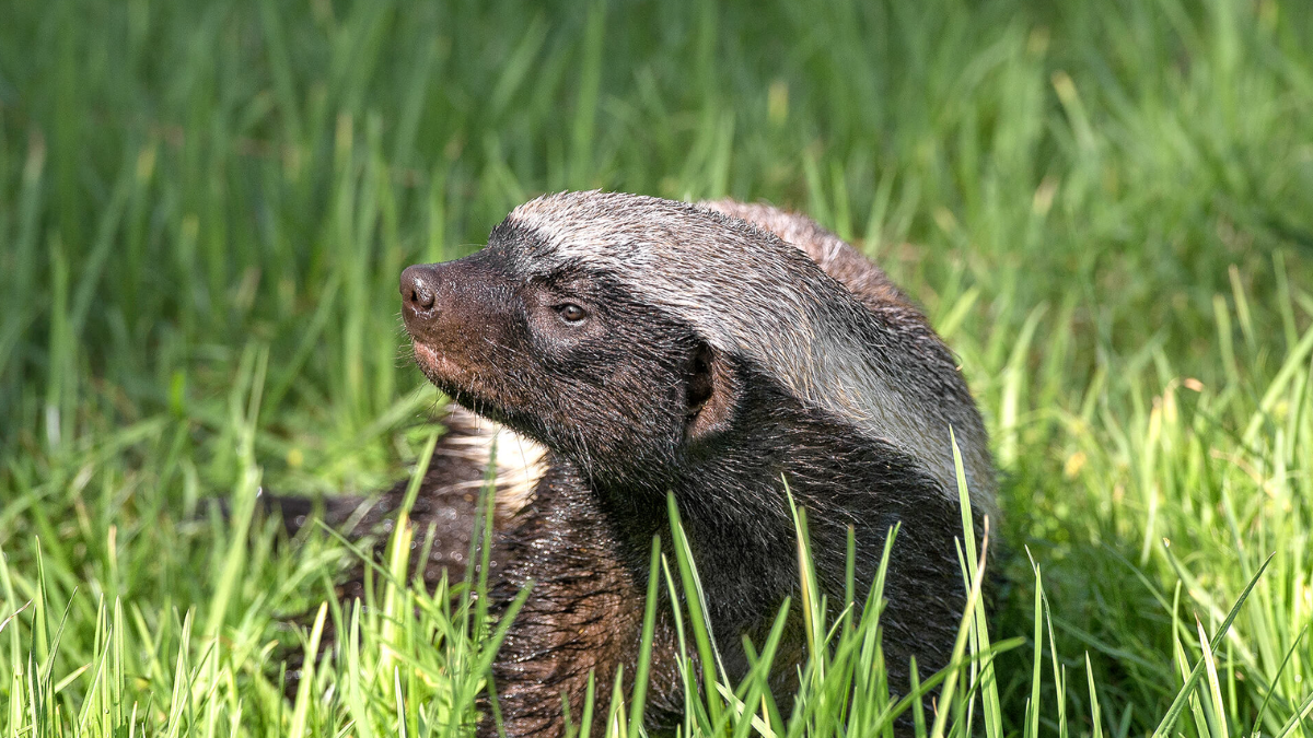 Fakta unik honey badger hewan paling berani.