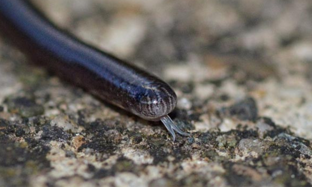 Fakta unik ular kawat mirip cacing tanah.