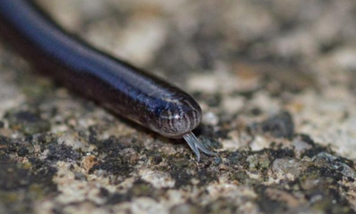 Fakta unik ular kawat mirip cacing tanah.
