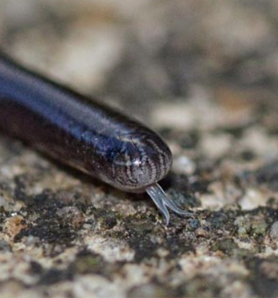 Fakta unik ular kawat mirip cacing tanah.