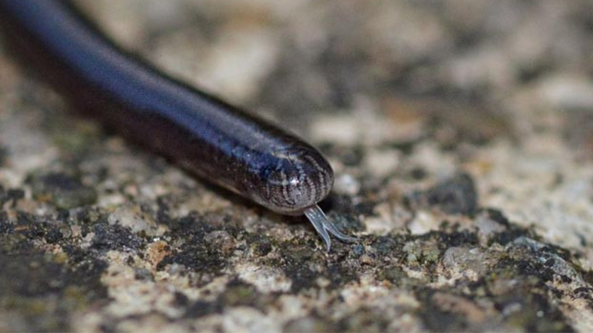 Fakta unik ular kawat mirip cacing tanah.