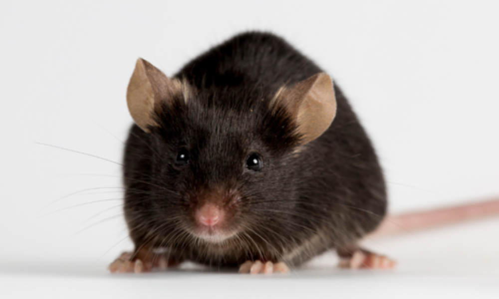 Penyebab tikus masuk rumah cara mencegah.