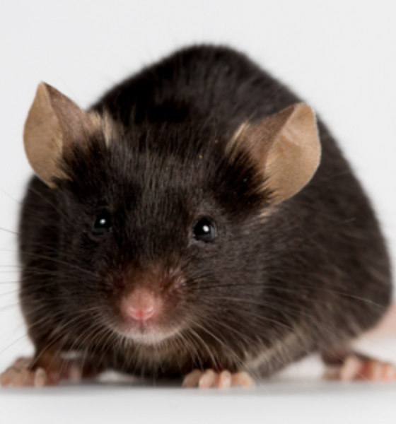 Penyebab tikus masuk rumah cara mencegah.