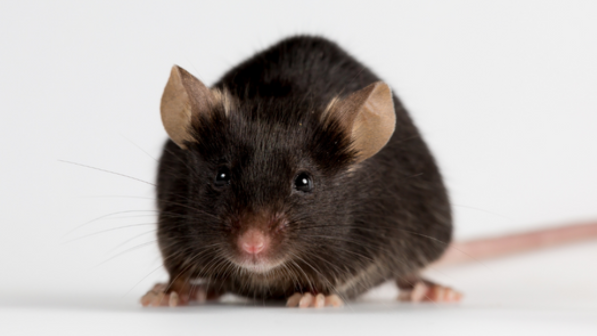 Penyebab tikus masuk rumah cara mencegah.