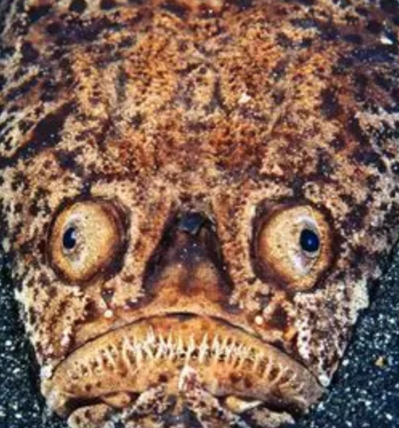 Fakta unik ikan stargazer predator laut.