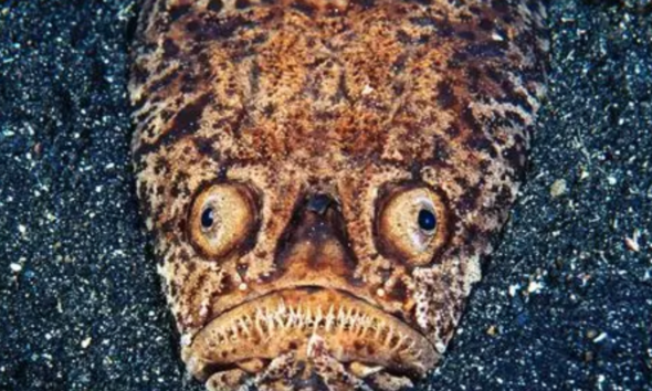 Fakta unik ikan stargazer predator laut.