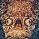 Fakta unik ikan stargazer predator laut.