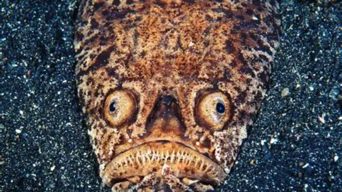 Fakta unik ikan stargazer predator laut.