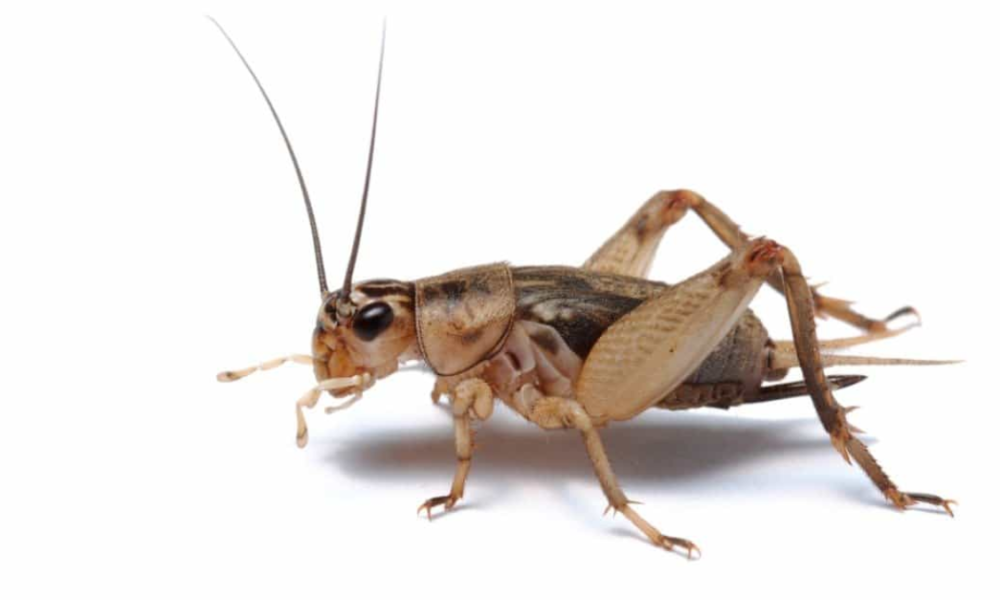 Tikus takut suara jangkrik karena bising.