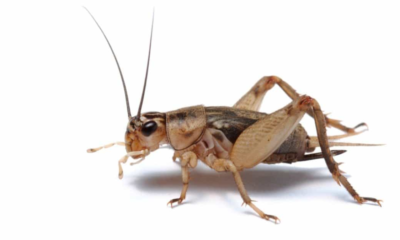 Tikus takut suara jangkrik karena bising.