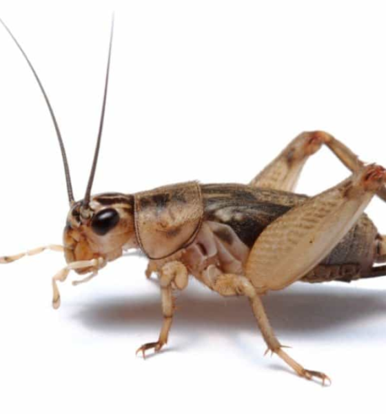 Tikus takut suara jangkrik karena bising.