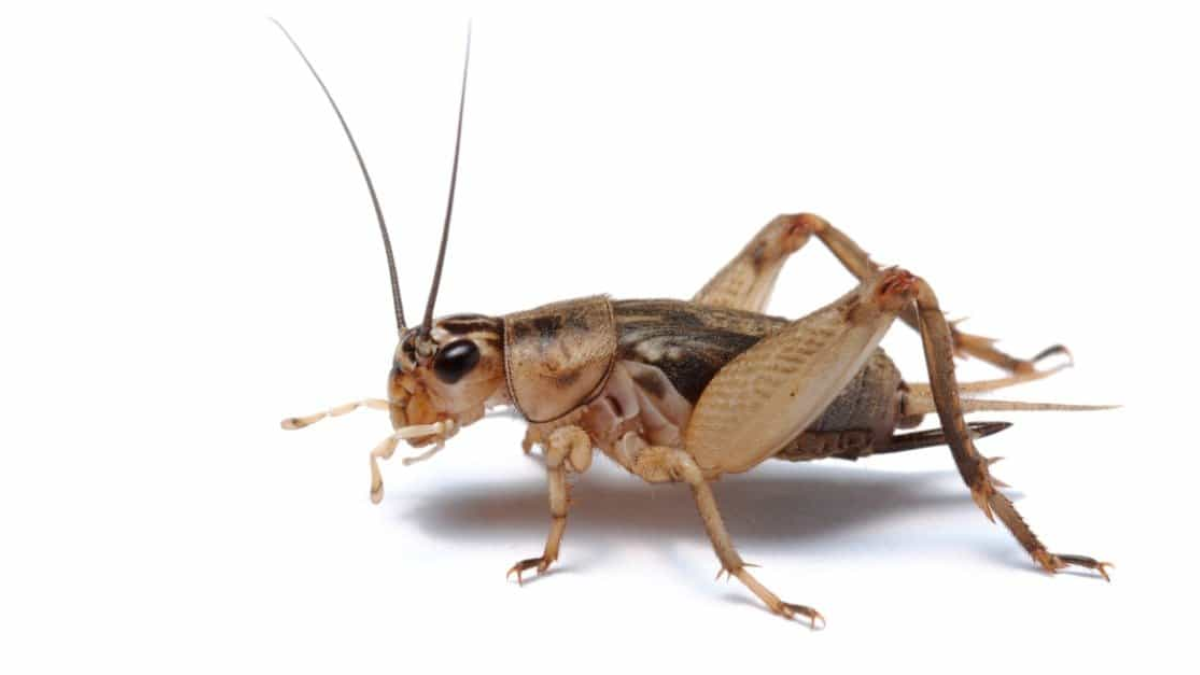 Tikus takut suara jangkrik karena bising.