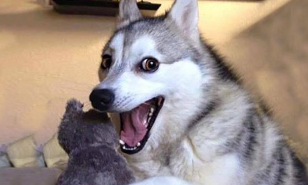 Fakta anjing bisa tertawa bahagia.