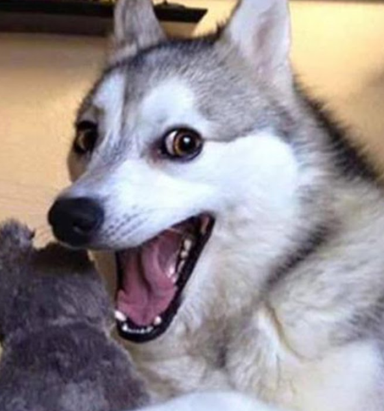 Fakta anjing bisa tertawa bahagia.