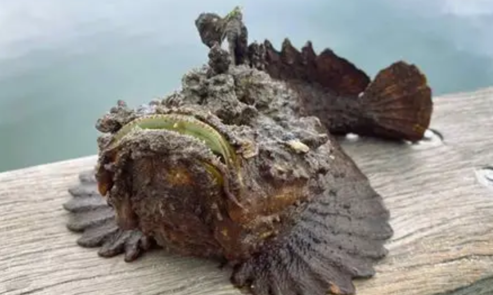 Fakta unik ikan batu predator laut.