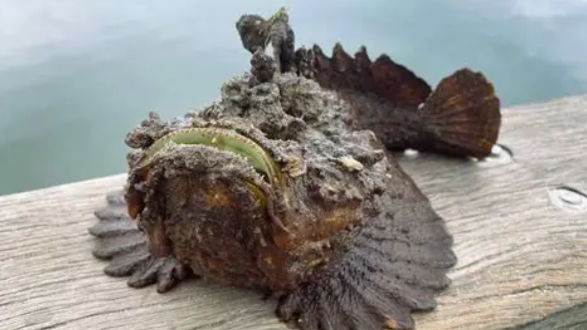 Fakta unik ikan batu predator laut.