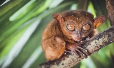Fakta unik hewan tarsius primata rawan stres.