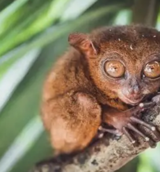 Fakta unik hewan tarsius primata rawan stres.