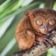 Fakta unik hewan tarsius primata rawan stres.