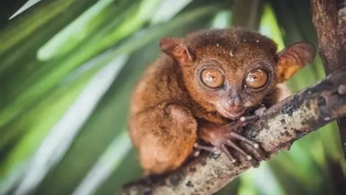 Fakta unik hewan tarsius primata rawan stres.