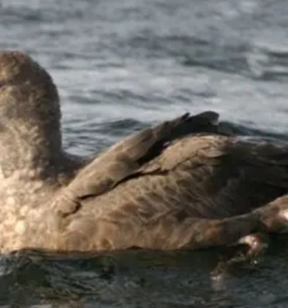 Fakta burung giant petrel pemakan bangkai.