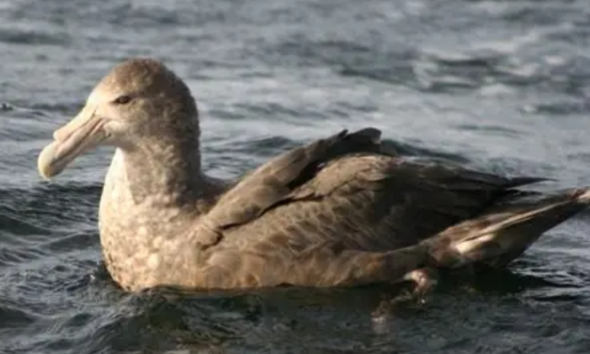 Fakta burung giant petrel pemakan bangkai.