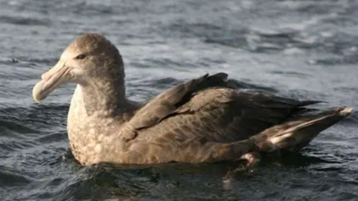 Fakta burung giant petrel pemakan bangkai.