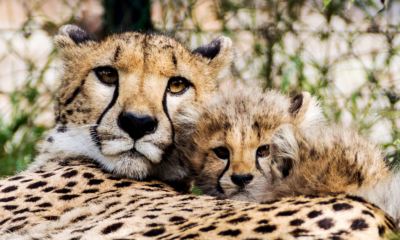 Alasan cheetah ramah manusia kucing jinak.