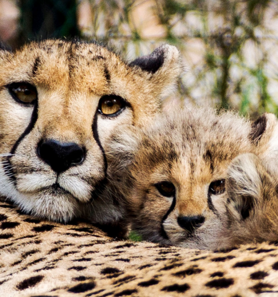 Alasan cheetah ramah manusia kucing jinak.