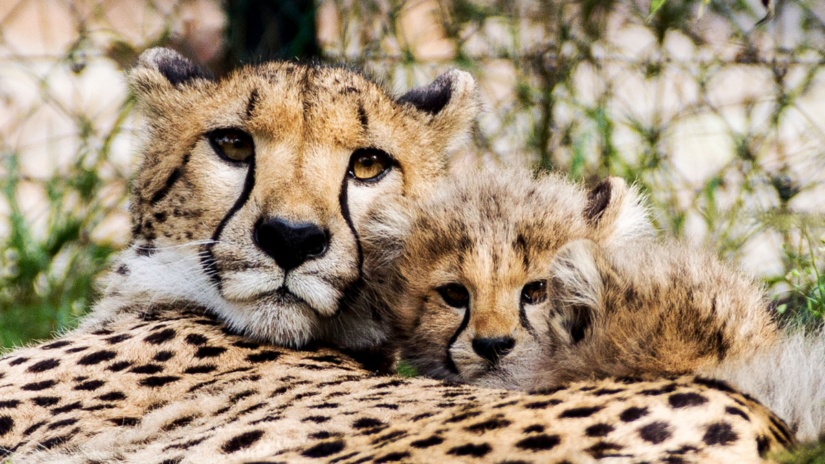 Alasan cheetah ramah manusia kucing jinak.