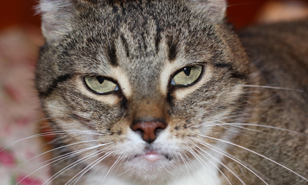 Fakta kucing bisa cemburu peliharaan anabul.