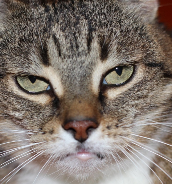 Fakta kucing bisa cemburu peliharaan anabul.