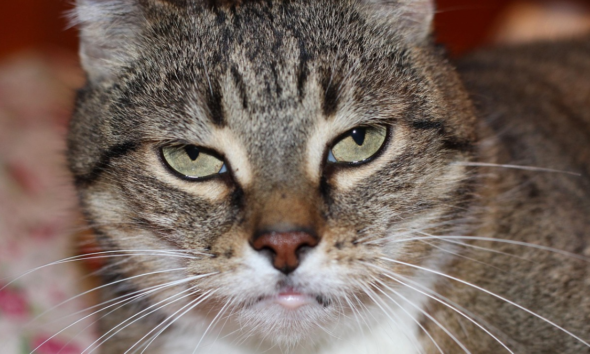 Fakta kucing bisa cemburu peliharaan anabul.