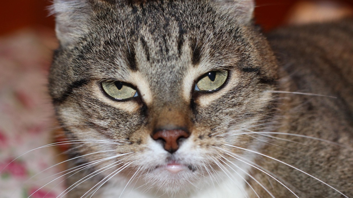 Fakta kucing bisa cemburu peliharaan anabul.