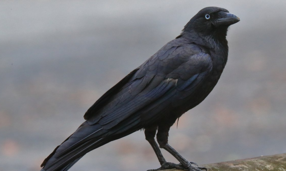 Burung gagak menyimpan dendam ingat wajah.