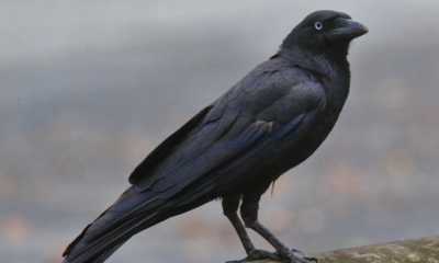 Burung gagak menyimpan dendam ingat wajah.