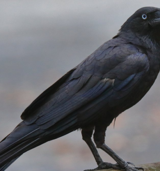 Burung gagak menyimpan dendam ingat wajah.