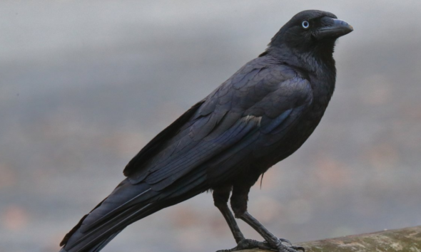 Burung gagak menyimpan dendam ingat wajah.