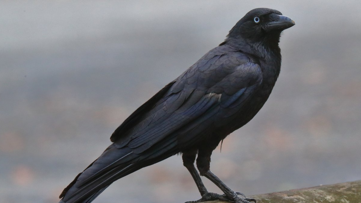 Burung gagak menyimpan dendam ingat wajah.