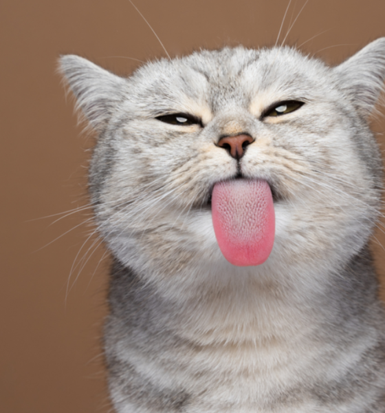 Alasan kucing menjilat manusia bentuk kasih sayang.
