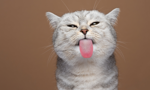 Alasan kucing menjilat manusia bentuk kasih sayang.